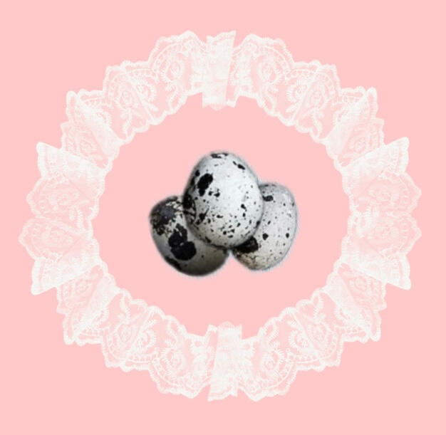 12ct Quail eggs (Coming soon)